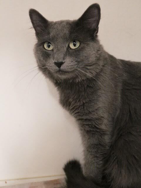 Picture of the Animal Listed